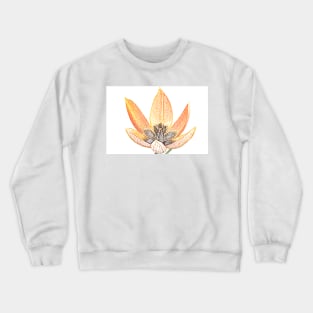 Tulipa orphanidea Whittallii Group AGM Tulip Miscellaneous tulip group  Artistic filter applied to photo Crewneck Sweatshirt